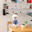 복슬강아지 | 강아지 봄옷은 바로 여기! 포퍼베이비 2026년 신상 촬영