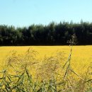 황금들녁 이미지