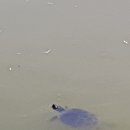 연못이 있는 집 이미지