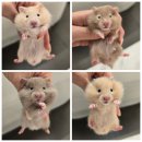 골든햄스터분양 탬펫 | 골든햄스터분양 탬펫 강남점을 거쳐간 많은 아이들의 사진전 ♡