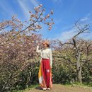 40계단문화관광테마거리 | 부산 민주공원 겹벚꽃 2026 실시간 개화 주차팁 포토존 총정리