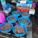 묵호항 자연산 수산물 판매시장 | 묵호항 대게 시세 수산시장 동해 대게 맛집 활어회판매센터