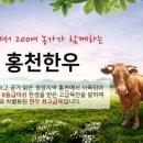 홍천한우