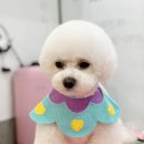 느낌있개 이미지