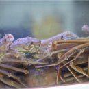 죽변맛집 이미지