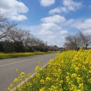 가시리 유채꽃길 이미지