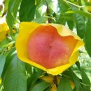 대홍농장 이미지