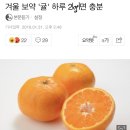 겨울 보약 ‘귤’ 하루 2kg이면 충분 이미지