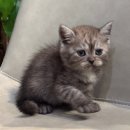 도레미캣 이미지