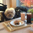 백설애견 | 예산 실내 애견동반카페, 분위기 좋은 백설농부 디저트카페