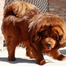 국제애견 이미지