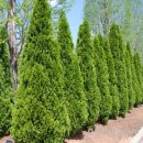 에메랄드빌딩 이미지