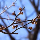 달성오트바이 | 대구 매화꽃 명소 화원동산 개방과 함께 봄 소식 전합니다.