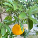 여주 귤낭 카페 방문 후기｜제주 감성 가득했던 여주 디저트 카페 추천 🍊