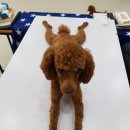땅콩애견놀이터 네이버블로그