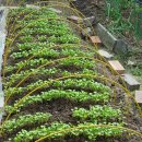 액비골(2) 이미지