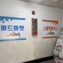 골든햄스터분양 탬펫 | 부산 골든햄스터분양 사상 스몰펫하우스 분양 솔직후기