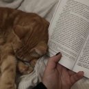 책과 고양이 이미지