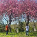 대청호대덕뮤직패스티벌 | [대전 대덕구] 2024 대청호 대덕뮤직페스티벌 후기 | 대청호 겹벚꽃 | 솔루션스, d82, 너드커넥션...