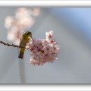 벚꽃위의 동박새 이미지