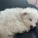 꼬불꼬불 모루인형 만들기 이미지