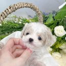 가온펫(안심분양센터) 이미지