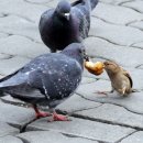 비둘기가 새끼에게 먹이주는 장면.jpeg 이미지