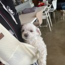 독독펜션 이미지