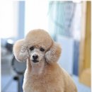 푸랑