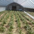 석창농장 이미지