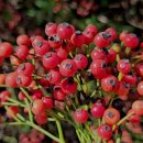 찔레나무-혈관속에 기름이 쌓이는 죽상동맥경화증을 막아주는 명약~뇌기능 향상으로 치매예방, 기력이 왕성해지는 강정제! 이미지