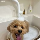 지나댕댕 이미지