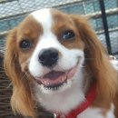 개놀자까페 이미지