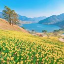 전남 구례 2025년 봄 지리산치즈랜드 수선화 꽃 개화 상태