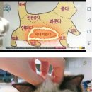 고양이 만질때 주의할 점 이미지