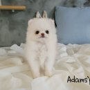 애니멀즈 강아지분양 고양이분양 대전점 이미지