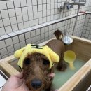 빵독 반려미용실 이미지