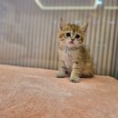 김해 해피몽 김해강아지분양 고양이분양 이미지