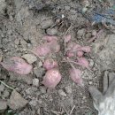 임피농장 이미지