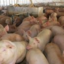 지랄돼지 이미지