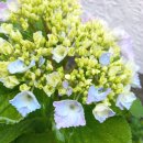 핑크랑보라 이미지