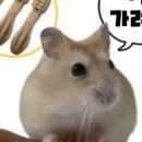 비건햄스터