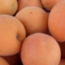 살구 스테이 이미지