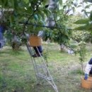 삼대농장 이미지