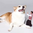 스튜디오코기 이미지