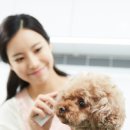 반려동물 셀프미용 이미지