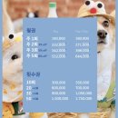 P&M 반려견교육센터 대전점 이미지