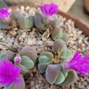 유락농장 이미지