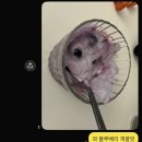 수족관(더블루벨) | 마운자로 먹방 2주 차(7.28. ~8.2.)