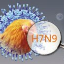 上海 또다시 H7N9 조류독감 발생 이미지